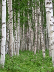 P6130098