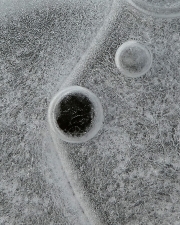 Bubble-structure-8x10