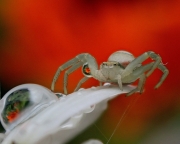 Crab-spider-and-dew-8x10