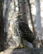 Goshawk-at-rest-8x10
