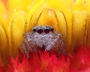 Juumping-spider-8x10