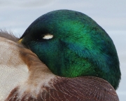 Male-mallard-duck-16x20
