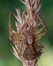 Spider-on-grass-8x10