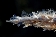 ice-crystals-on-grass-8x12