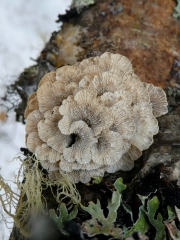 P1160642adj