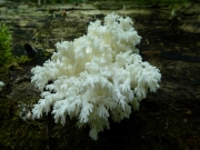 P1520936