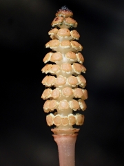 P5200374