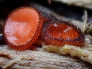 P7290078