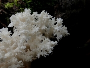 P7290088