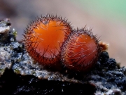P7290108
