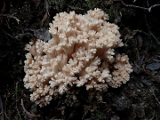P8010258