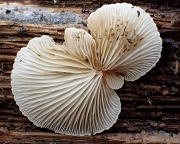 P8260205