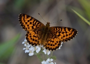 Arctic-fritillary-5x7
