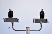 Bald-eagles-2x3