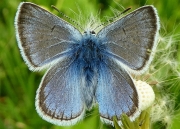 Blue-butterfly-5x7