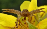Crab-spider-custom