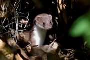 Ermine-3x2