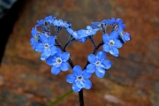 Forget-me-not-3x2