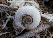 Frost-on-snail-7x5