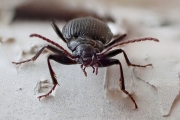 Grumpy-beetle-3x2
