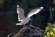 Gull-in-the-light-3x2