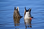 Mallard-duck-buts-3x2