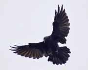 Raven-comingin-for-a-landing
