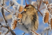 Redpoll-in-winter-3x2