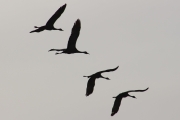 Sandhill-Cranes-in-formation-3x2