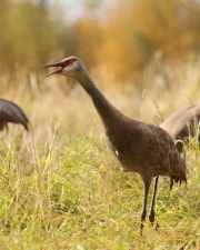 Sandhill-crane-calling-10x8