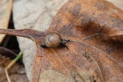 Snail-3x2