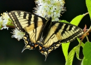 Swallowtail-butterfly-7x5