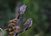 White-crowned-Sparros-in-the-rain-7x5