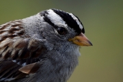 White-crowned-sparrow-3x2