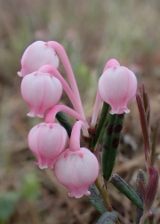 bog-rosemary-7x5