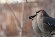 bohemian-waxwing-3x2