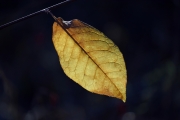 DSC0138