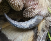 P1570798