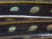P9151575