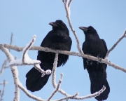 IMG_4573v2