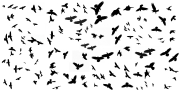 raven-combined-large
