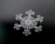 P2020442