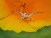 P7123271