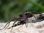 P7250233