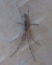 PA090216