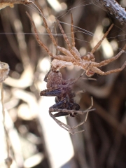 spider-molting-2