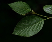 DSC0059