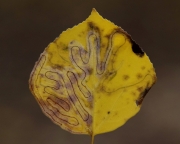DSC0096