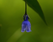 DSC0054v2