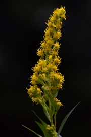 DSC0230v2